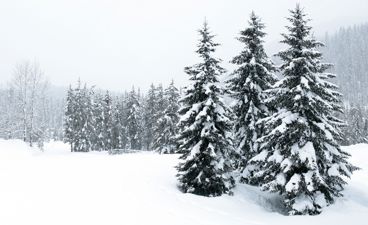 En snødekt skog med trær