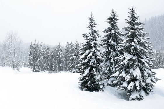 En snødekt skog med trær